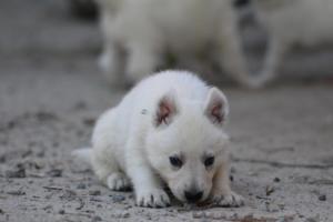 White-German-Shepherd-Puppies-098
