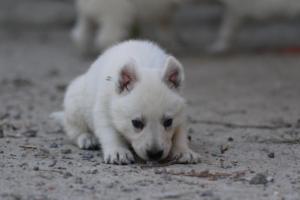 White-German-Shepherd-Puppies-099