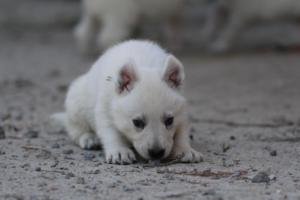 White-German-Shepherd-Puppies-100