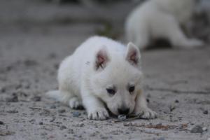 White-German-Shepherd-Puppies-101