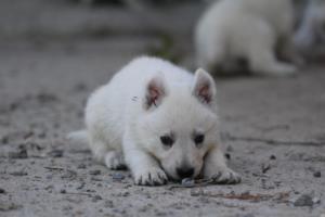 White-German-Shepherd-Puppies-102