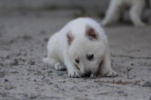White-German-Shepherd-Puppies-103