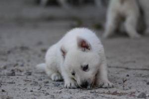 White-German-Shepherd-Puppies-104