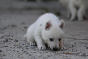 White-German-Shepherd-Puppies-105