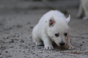 White-German-Shepherd-Puppies-106