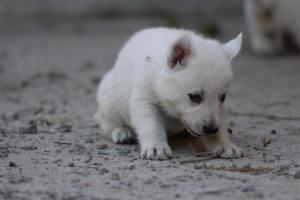 White-German-Shepherd-Puppies-107
