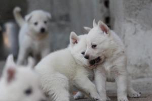 White-German-Shepherd-Puppies-108