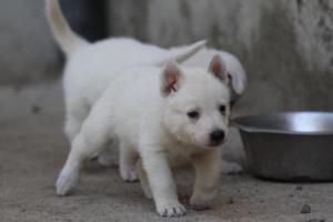 White-German-Shepherd-Puppies-110