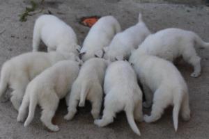 White-German-Shepherd-Puppies-111