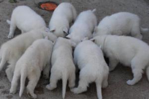 White-German-Shepherd-Puppies-112