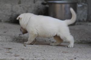 White-German-Shepherd-Puppies-128
