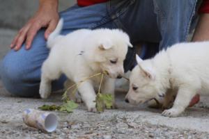 White-German-Shepherd-Puppies-134