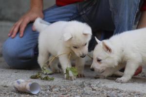 White-German-Shepherd-Puppies-135