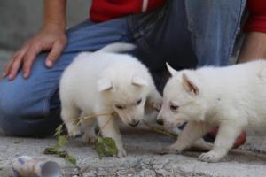 White-German-Shepherd-Puppies-136