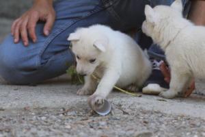White-German-Shepherd-Puppies-138