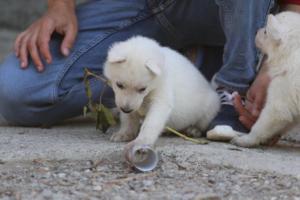 White-German-Shepherd-Puppies-139