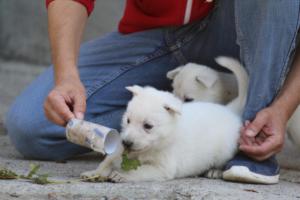 White-German-Shepherd-Puppies-141