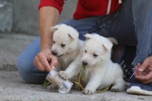 White-German-Shepherd-Puppies-142