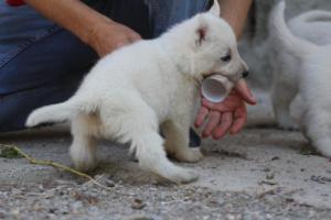 White-German-Shepherd-Puppies-144