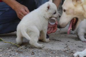 White-German-Shepherd-Puppies-145