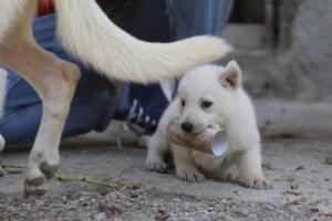 White-German-Shepherd-Puppies-146