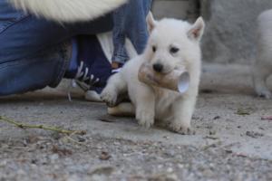 White-German-Shepherd-Puppies-147