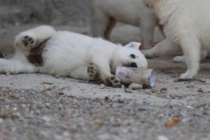 White-German-Shepherd-Puppies-151