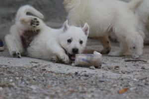 White-German-Shepherd-Puppies-152