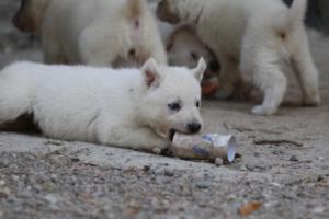 White-German-Shepherd-Puppies-153