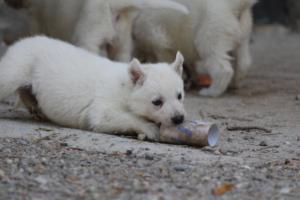 White-German-Shepherd-Puppies-154