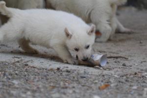 White-German-Shepherd-Puppies-155