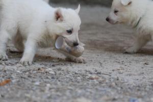 White-German-Shepherd-Puppies-158
