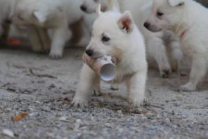 White-German-Shepherd-Puppies-159