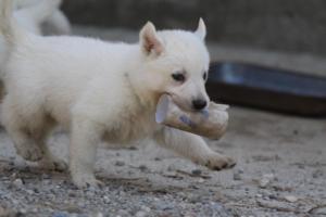 White-German-Shepherd-Puppies-160