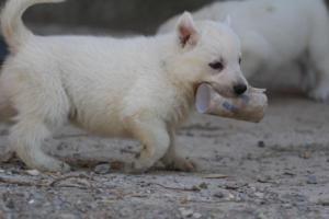 White-German-Shepherd-Puppies-161