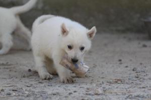White-German-Shepherd-Puppies-163