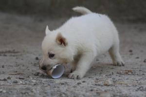 White-German-Shepherd-Puppies-165