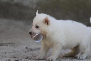 White-German-Shepherd-Puppies-166