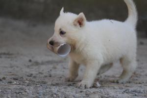 White-German-Shepherd-Puppies-168