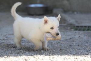 White-German-Shepherd-Puppies-170