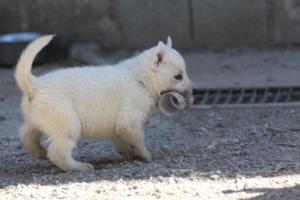 White-German-Shepherd-Puppies-171