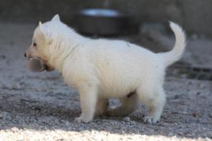 White-German-Shepherd-Puppies-179