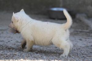 White-German-Shepherd-Puppies-180