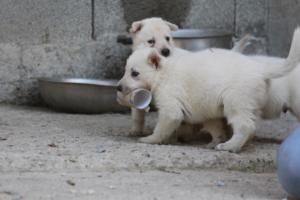 White-German-Shepherd-Puppies-181