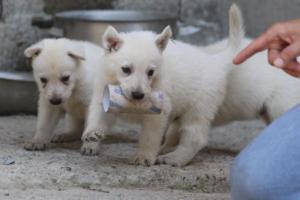 White-German-Shepherd-Puppies-183