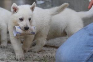 White-German-Shepherd-Puppies-184