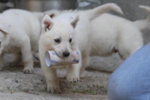 White-German-Shepherd-Puppies-185