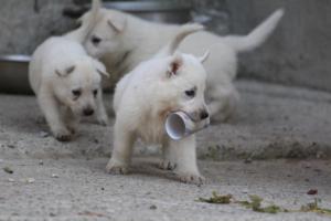 White-German-Shepherd-Puppies-186