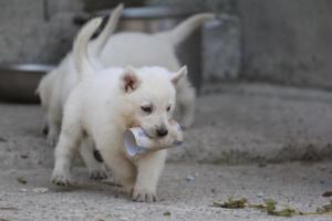 White-German-Shepherd-Puppies-188