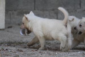 White-German-Shepherd-Puppies-189